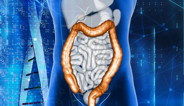 Digestive System